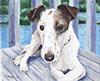 pet
